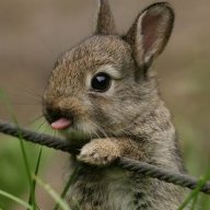 Happy Bunny
