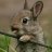 Happy Bunny
